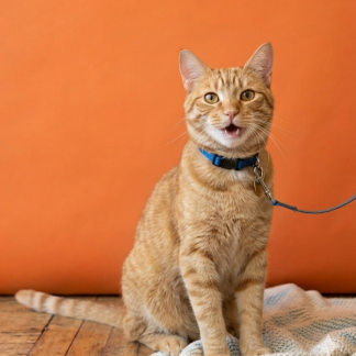 Para gatos